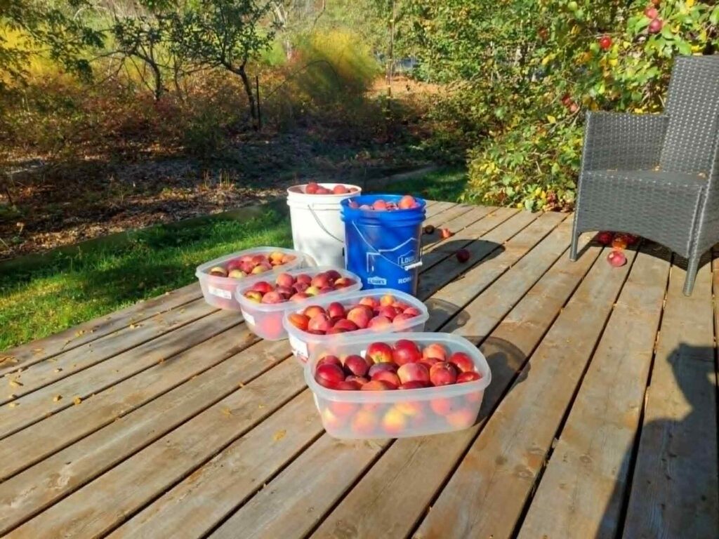 Pommes du jardin Terre de Crystal